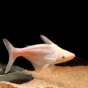 白化鲨虎头鲨成鲨蓝鲨淡水鲨鱼混龙鱼招财猫地图鱼汗鲨大型鱼热带