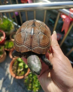 湖北田黄刀刻密纹母草龟,指甲锋利全尾巴尖状态生猛活泼
