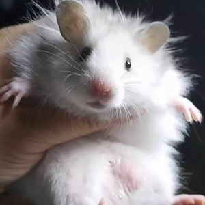 长毛金丝熊仓鼠宠物幼崽.长毛纯银 长毛杂银.长毛白熊 长毛虎