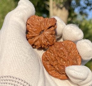 老树孤品白蛇谷狮子头39