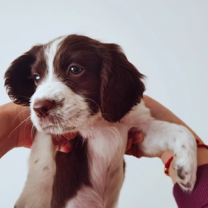 自家的史宾格,斯宾格,刚生出来的,纯种,爸爸妈妈喜欢,这狗特