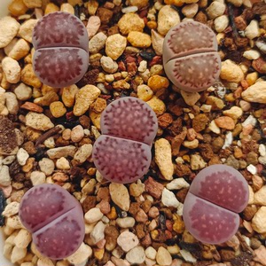 生石花# 紫菊 紫李杂菊纹章