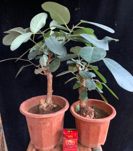 正宗大叶榕附石榕树高山榕包吸水石专用造型盆栽绿植四季常青树苗