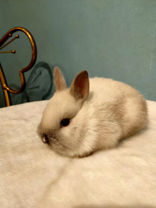 暹罗,巧克力单血侏儒兔,2个月大活泼,品相好,天津实体店自提