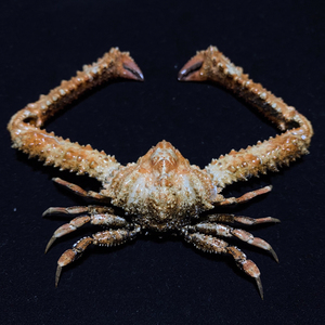 强壮武装紧握  螃蟹标本博物收藏摆件陈列