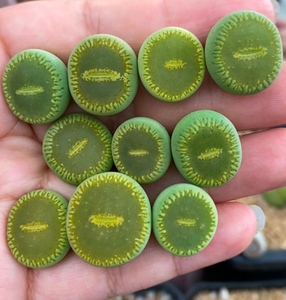 生石花  绿光阳  c48a一手十颗 一物一拍  3年多 所