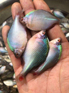 布布家小铺淘宝火烧屁股原生鱼白云金丝鱼灯淡水鱼北方观赏鱼冷水吃