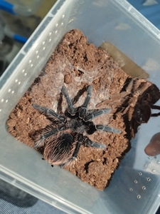 巴伊亚猩红捕鸟蛛l属大型地栖蜘蛛,苗子开始进5,自提价35一