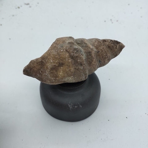 天然的鱼螺化石,可以把玩,收藏,做科普等!