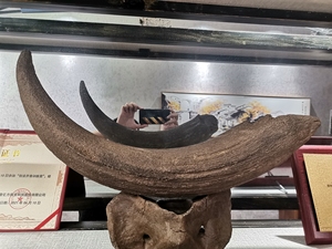 【牛角化石】牛角化石品牌,价格 - 阿里巴巴