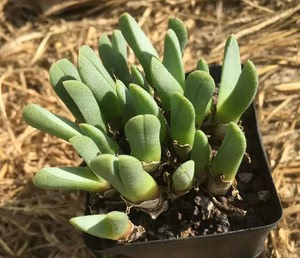 虾钳多肉,番杏科超级多头,老桩一盆的价格不挑随机发,都很多头