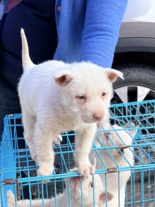 000人付款淘宝名犬之家 纯种下司犬活体幼犬虎头猎犬五红下司犬看家护
