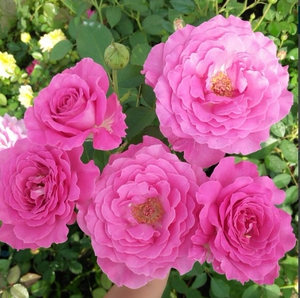 伊芙蓝宝石月季