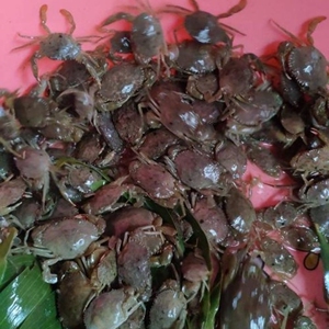 青蟹苗活体宠物螃蟹观赏蟹吃小虫小鱼中苗