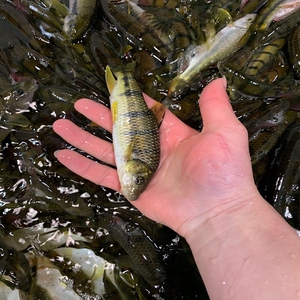 丽水缙云特产溪流石斑鱼光唇鱼淡水鱼冷水鱼清水鱼溪哥马口小溪鱼