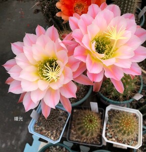 000人付款淘宝毛花柱曙光经典毛花柱品种脚芽繁殖很粗壮直接拍发十