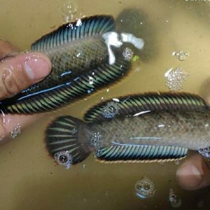 邻居小食屋淘宝彩虹雷龙鱼,南鳢雷龙鱼  ,随机发货
