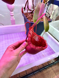 劳氏×红葫芦猪笼草,上位笼展示!