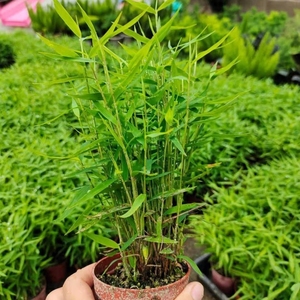 基地直发, 姬翠竹小竹苗迷你 盆景竹子阳台庭院清新绿植