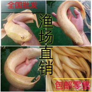 人工养殖黄金黑鱼黄化黑鱼白化黑鱼活体鱼苗肉食猛鱼原生观赏鱼