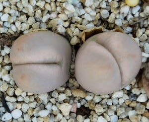 生石花 c388 翠娥双头 总体3.5厘米 尖头