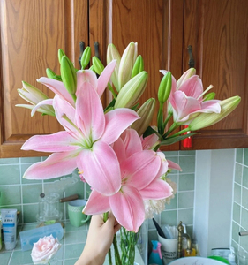 新品:粉佳人亚百合多头5支39.8元包邮,娇小可爱,开放度高