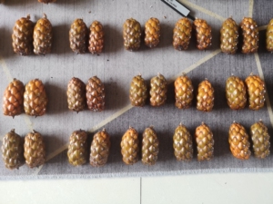 马达加斯加天然菩提籽铁树籽酒椰果文玩把玩把件收藏菩提子