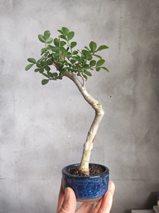 对节白蜡文人盆景