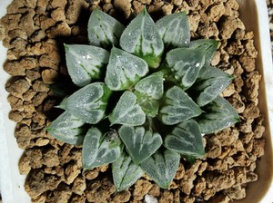 爱心寿,多肉十二卷.最大冠幅见图,实物拍摄,品项如图.喜欢可