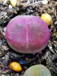 吕氏红宝石肉锥