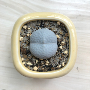 【南蛮玉】生石花 高尔夫
