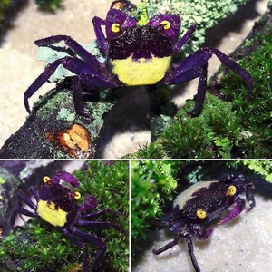 黄眼吸血鬼恶魔蟹 满三只包邮