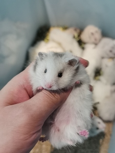 自家繁殖 纯银熊 金丝熊 温顺可上手 广州自提或者地铁面交