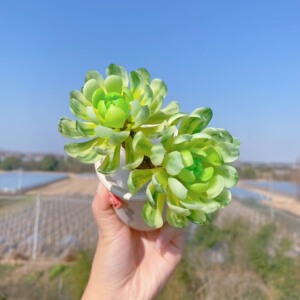 00bamawozuiai淘宝蜜朵儿多肉【莲花掌属】明镜黑法师爱染锦艳日晖