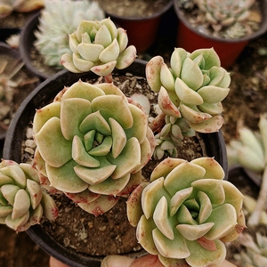 妮可莎娜玫瑰多肉