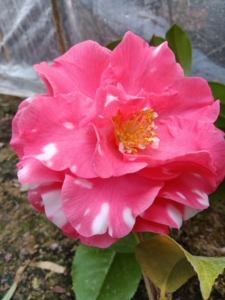 尼古拉大帝茶花