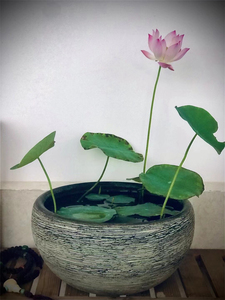 碗莲种藕名称:烟雨(翻盆特价)