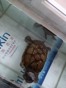 墨西哥蛋龟蛋