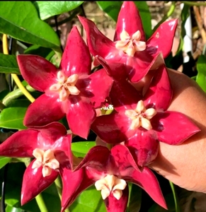 【帝王球兰】帝王球兰品牌,价格 - 阿里巴巴