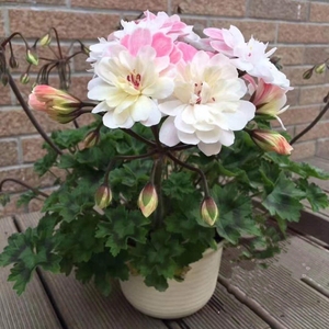 兽系天竺葵劳拉马乔里