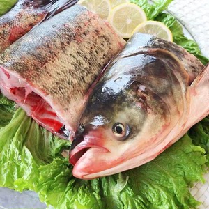 查干湖鱼查干湖胖头鱼