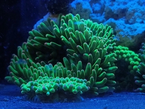 紫点绿海葵 最好养的珊瑚之一