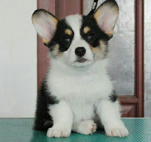 法斗幼犬活体蓝色纯种法国斗牛犬黑色蓝牛小型灰色虎斑小体宠物狗