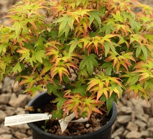 日本品种枫紫清姬,枝条密集,长势中等,抗性强,好养.