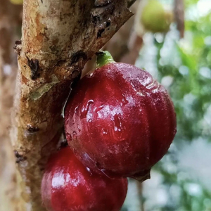 巨红钻嘉宝果苗