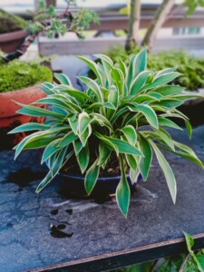 日本姬玉簪,根系爆盆.茶几案头摆放的精品!