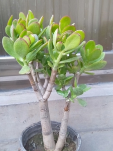 黄金花月老桩便宜处理,脱土发货,不议价,因植物特性,售出不退