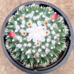 仙人球多肉乳突属精选籽播实生雪糕无刺断琴丸