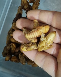 竹虫蛹竹蜂蛹竹笋虫蛹金蝉小金蝉