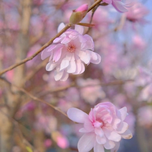 玫瑰星花玉兰,矮日本姬辛夷粉星花木兰